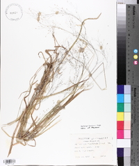 Muhlenbergia capillaris image