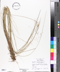 Muhlenbergia capillaris image