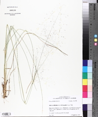 Muhlenbergia capillaris image