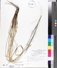 Muhlenbergia capillaris var. trichopodes image