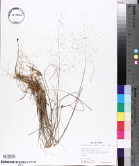 Muhlenbergia capillaris image