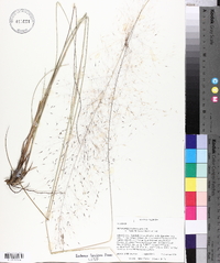 Muhlenbergia capillaris image