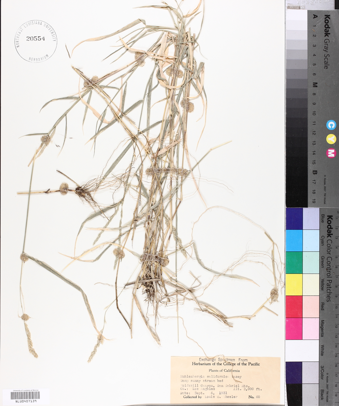 Muhlenbergia californica image