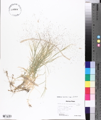 Muhlenbergia asperifolia image