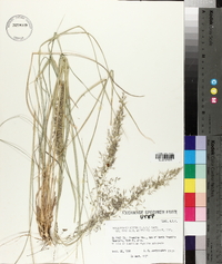 Muhlenbergia rigida image