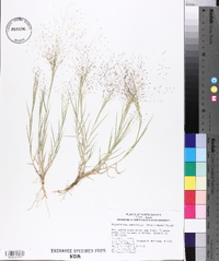 Muhlenbergia asperifolia image