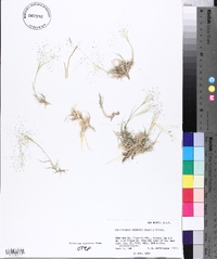 Muhlenbergia arenacea image