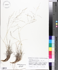 Muhlenbergia arenicola image