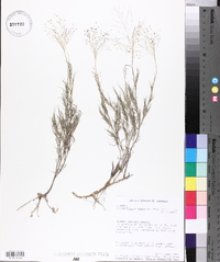 Muhlenbergia arenacea image