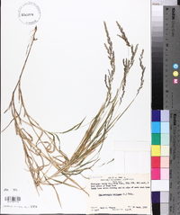 Muhlenbergia mexicana image