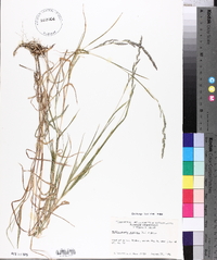 Muhlenbergia mexicana image