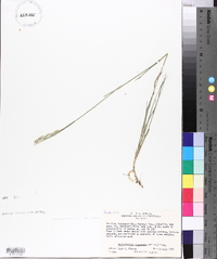 Muhlenbergia glomerata image