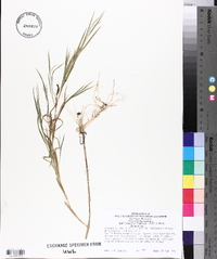 Muhlenbergia frondosa image