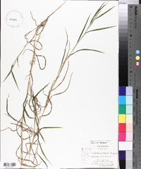 Muhlenbergia frondosa image