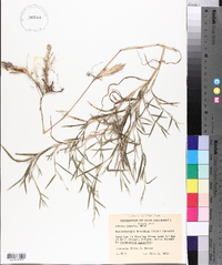 Muhlenbergia frondosa image