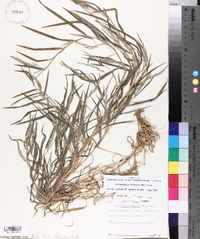 Muhlenbergia frondosa image