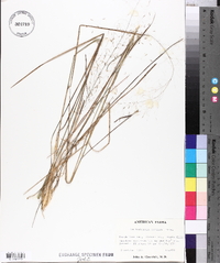 Muhlenbergia expansa image