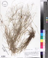 Muhlenbergia porteri image