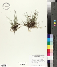 Muhlenbergia richardsonis image