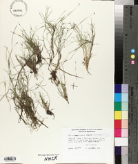 Muhlenbergia richardsonis image