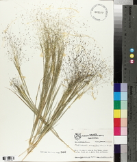 Muhlenbergia reverchoni image