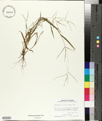 Muhlenbergia racemosa image