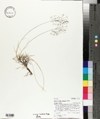 Muhlenbergia pungens image