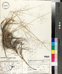 Muhlenbergia pungens image