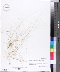 Muhlenbergia minutissima image