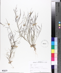 Muhlenbergia microsperma image