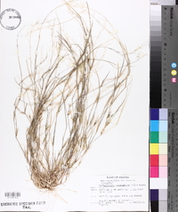 Muhlenbergia microsperma image