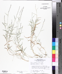 Muhlenbergia schreberi image