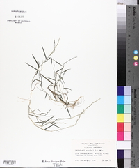 Muhlenbergia schreberi image