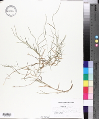 Muhlenbergia schreberi image