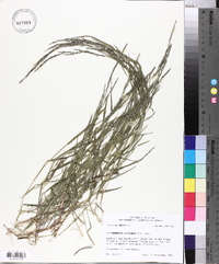 Muhlenbergia schreberi image