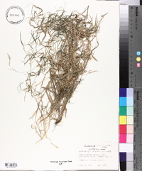 Muhlenbergia schreberi image