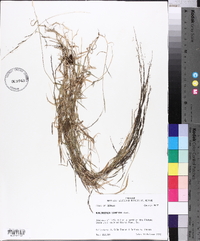 Muhlenbergia schreberi image