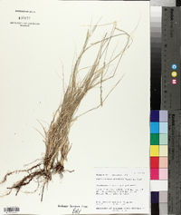 Muhlenbergia wrightii image