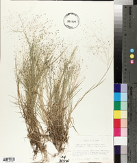 Muhlenbergia uniflora image