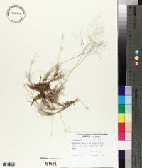 Muhlenbergia torreyi image