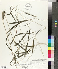 Muhlenbergia tenuiflora image