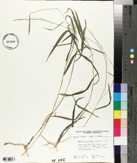 Muhlenbergia tenuiflora image