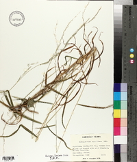 Muhlenbergia tenuiflora image