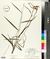 Muhlenbergia tenuiflora image