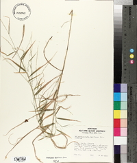 Muhlenbergia sylvatica image