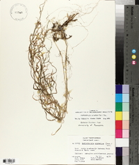 Muhlenbergia sylvatica image