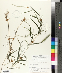 Muhlenbergia sylvatica image