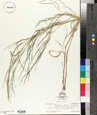 Muhlenbergia sobolifera image