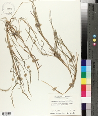 Muhlenbergia sobolifera image