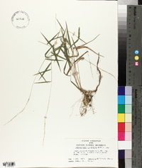 Muhlenbergia sobolifera image